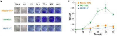 Comparative analysis of biofilm characterization of probiotic Escherichia coli